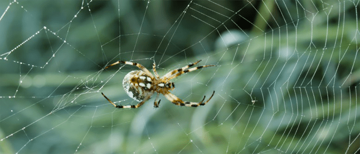 Emergency Spider Control Service