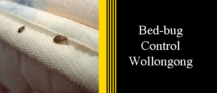 Bed Bug Control Wollongong