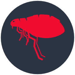 Expert Flea Control Wollongong