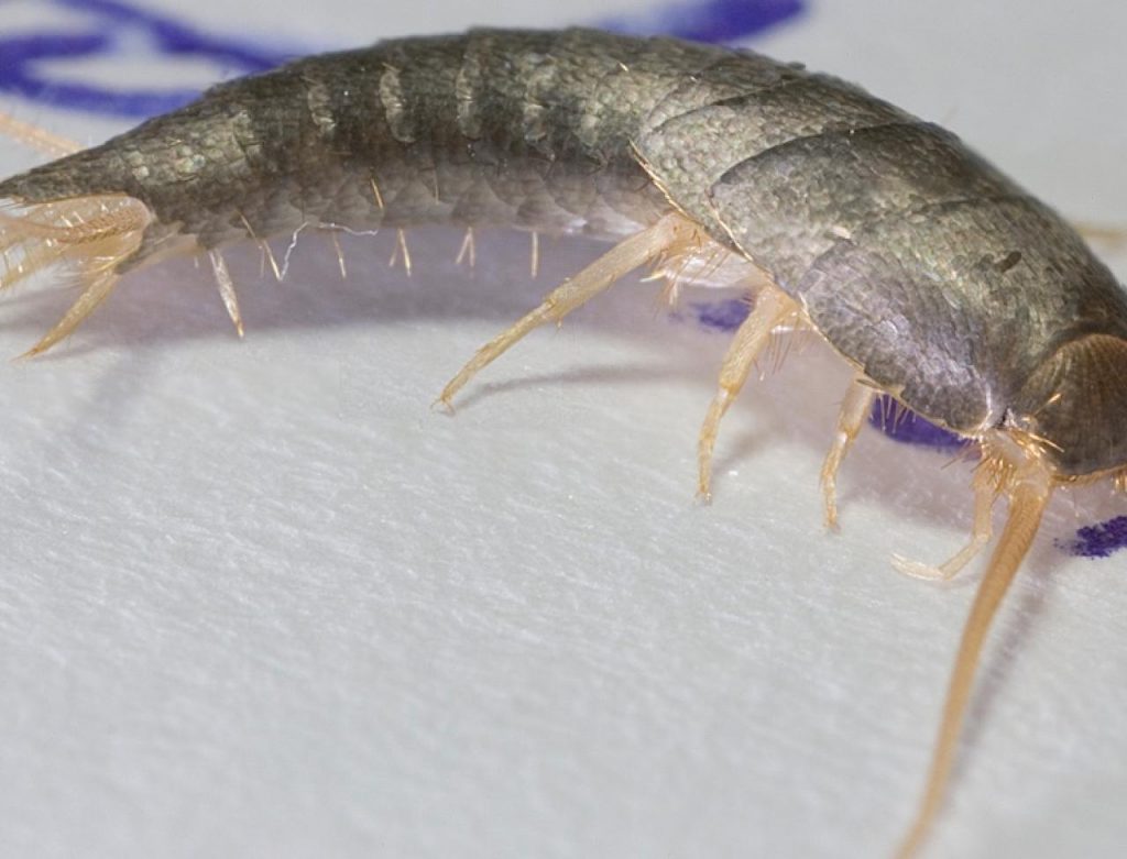 Silverfish Control Services